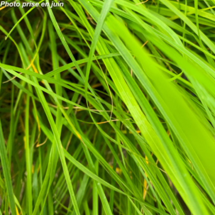 Pennisetum alopecuroides 'Hameln'