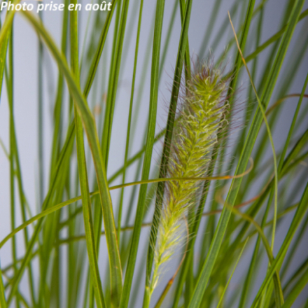 Pennisetum alopecuroides 'Hameln Gold'