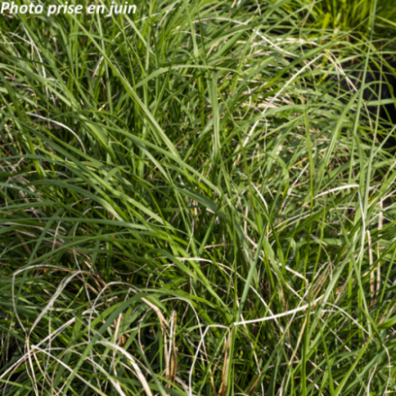 Pennisetum alopecuroides 'Little Bunny'