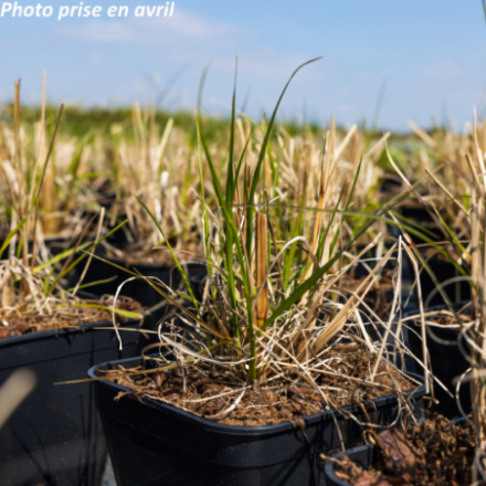 Pennisetum alopecuroides 'Moudry'