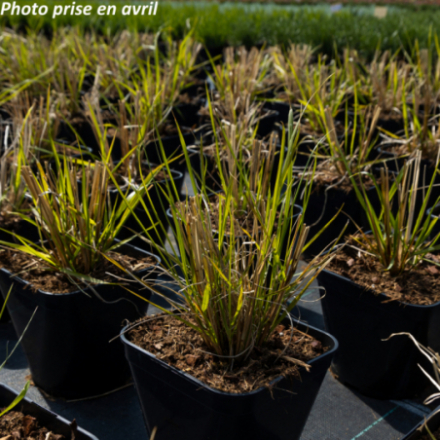 Pennisetum alopecuroides 'Red Head'