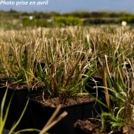 Pennisetum alopecuroides 'Viridescens'