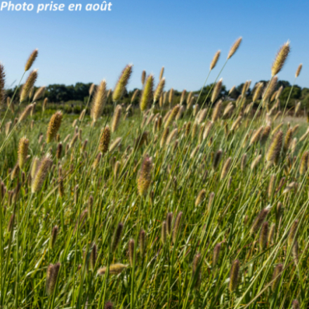Pennisetum massaicum 'Red Bunny Tails'