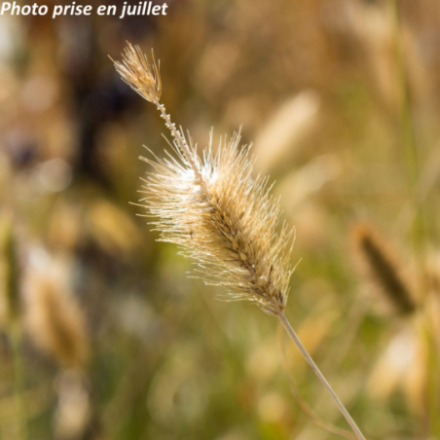 Pennisetum orientalis 'Flamingo'