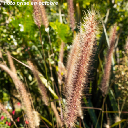 Pennisetum setaceum 'Rubrum' - Herbe aux écouvillons