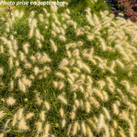 Pennisetum villosum