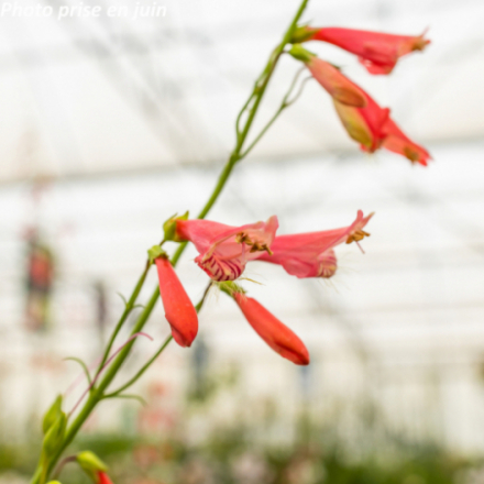 Penstemon barbatus 'Coccineus'