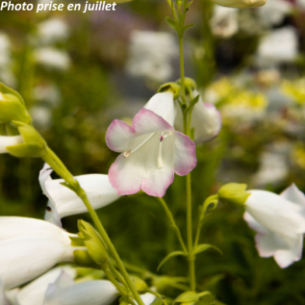 Penstemon 'White Bedder'