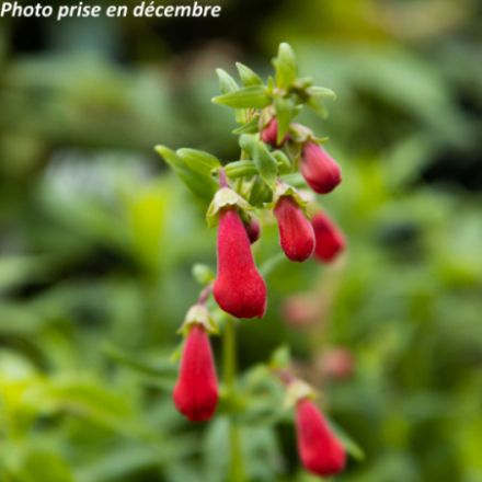 Penstemon x 'Rubicunda' - Galane