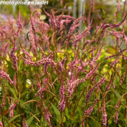 Persicaria amplexicaulis 'Pink Elephant'