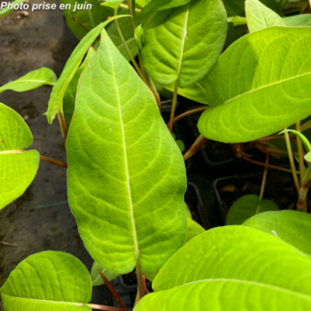 Persicaria amplexicaulis 'Taurus'