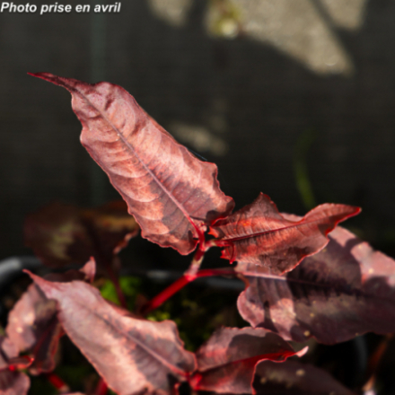 Persicaria microcephala 'Red Dragon'