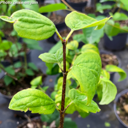 Philadelphus virginalis