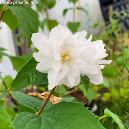 Philadelphus virginalis 'Minnesota Snowflake' - Seringat virginal