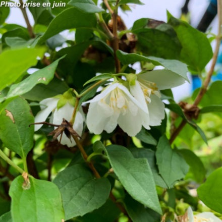 Philadelphus 'Manteau d'Hermine'