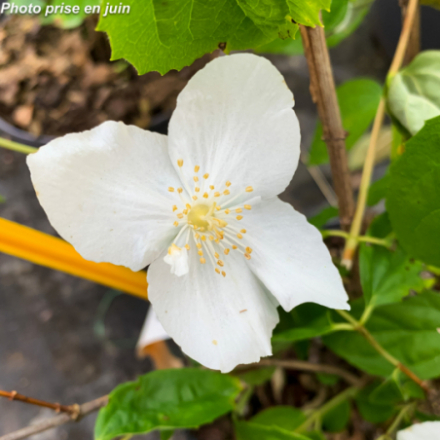 Philadelphus x 'Natchez'