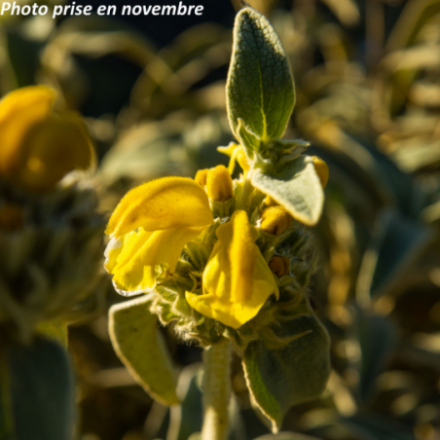 Phlomis fructicosa