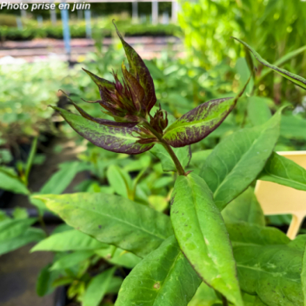 Phlox paniculata 'Bright Eyes'