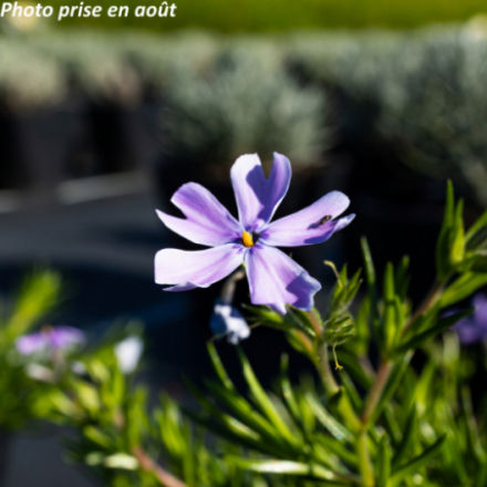 Phlox subulata 'Emerald Cushion Blue'