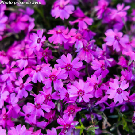 Phlox subulata 'Fabulous Rose' - Phlox mousse