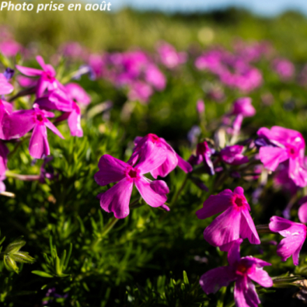 Phlox subulata 'Mc Daniels Cushion'