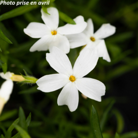 Phlox subulata 'White Delight'