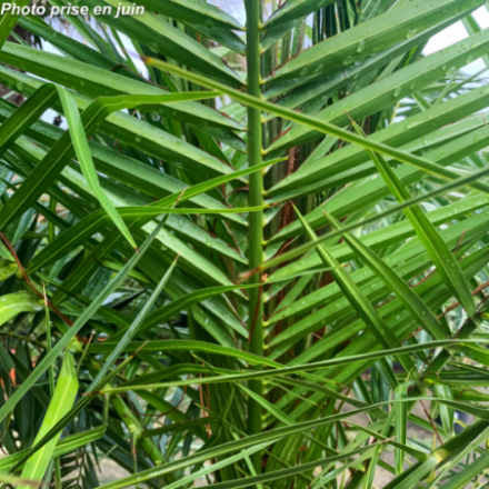 Phoenix canariensis - Palmier