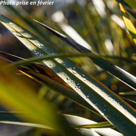 Phormium tenax - Lin des...