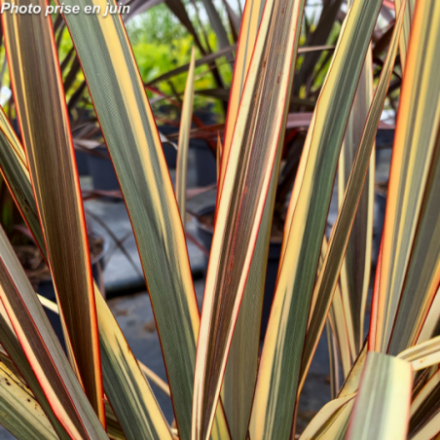 Phormium tenax 'Alison Blackman®' - Lin de Nouvelle-Zélande