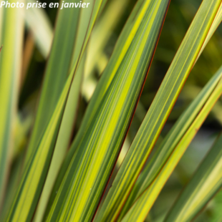 Phormium tenax 'Apricot Queen' - Lin des Nouvelle-Zélande