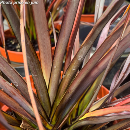 Phormium tenax 'Black Platts' - Lin des Nouvelle-Zélande
