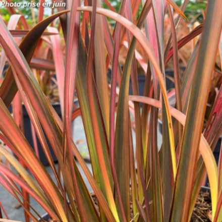 Phormium tenax 'Evening Glow'