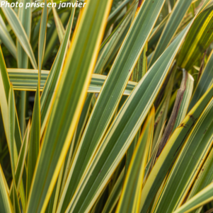 Phormium tenax 'Golden Ray' - Lin des Nouvelle-Zélande