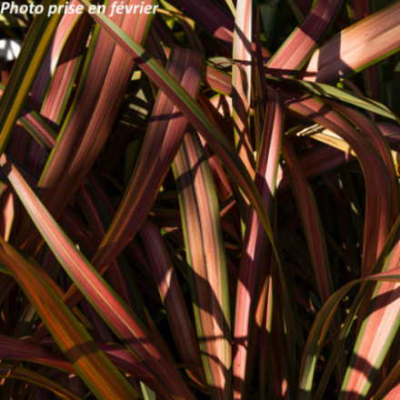 Phormium tenax 'Jester' - Lin des Nouvelle-Zélande