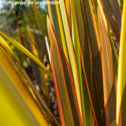 Phormium tenax 'Pink Panther' - Lin des Nouvelle-Zélande