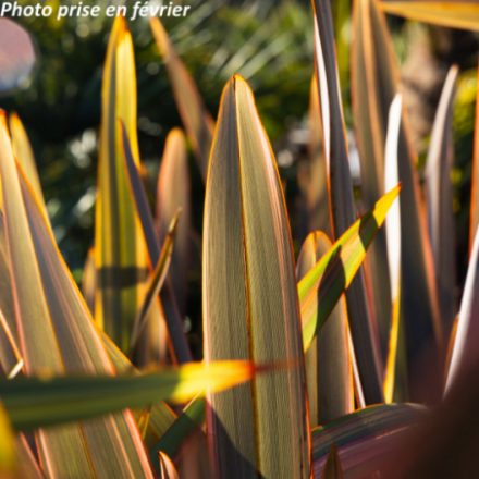 Phormium tenax 'Rainbow Queen' - Lin des Nouvelle-Zélande