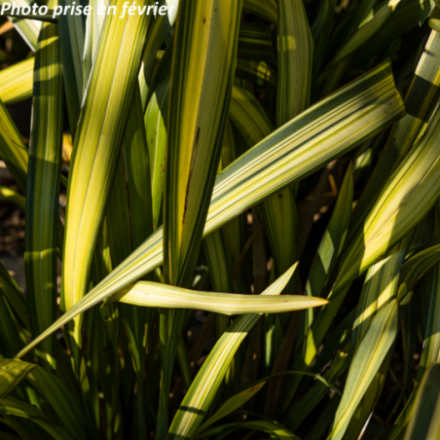Phormium tenax 'Variegata' - Lin des Nouvelle-Zélande