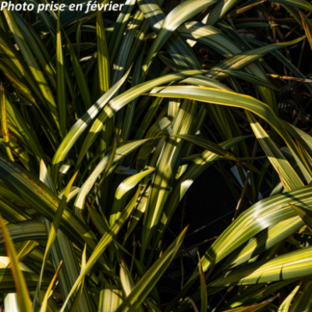 Phormium tenax 'Yellow Wave'