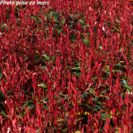 Photinia x fraseri 'Carré Rouge'