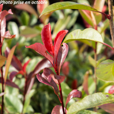 Photinia x fraseri 'Louise McLarlou'