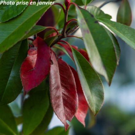 Photinia x fraseri 'Red Robin'