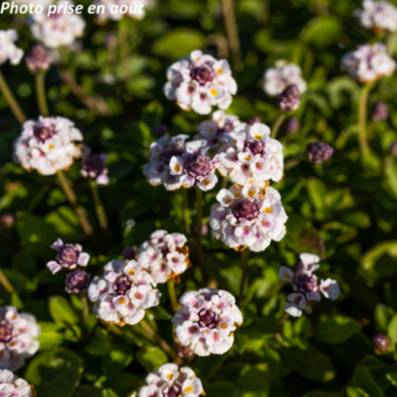 Phyla canescens 'Lippia' - Verveine nodiflore
