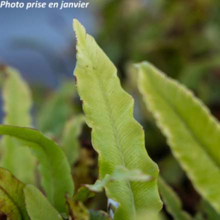 Phyllitis scolopendrium