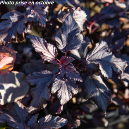 Physocarpus opulifolius 'All Black® Minall2' - Physocarpe à feuilles d'Obier