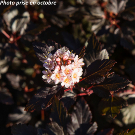 Physocarpus opulifolius Little Angel Hoogi16'