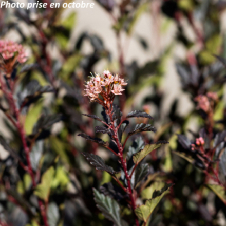 Physocarpus opulifolius 'Little Devil'