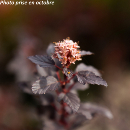 Physocarpus opulifolius Little Joker 'Hoogi21'