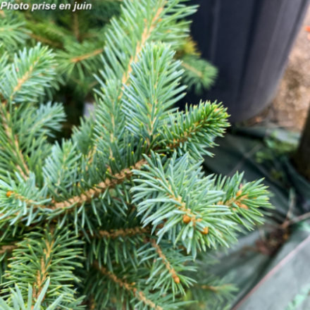 Picea pungens 'Glauca' - Epicéa bleu du Colorado