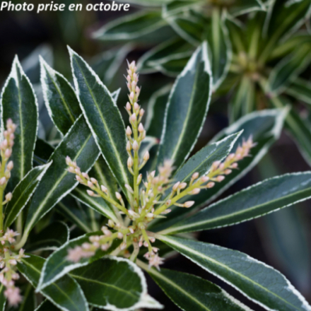 Pieris japonica 'Flaming Silver' - Andromède du Japon