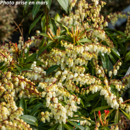 Pieris japonica 'Forest Flame' - Andromède du Japon